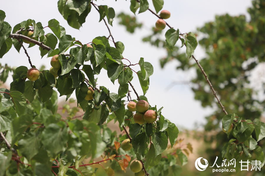 蘭溝村百畝杏林的杏子即將成熟。人民網(wǎng)記者 焦隆攝