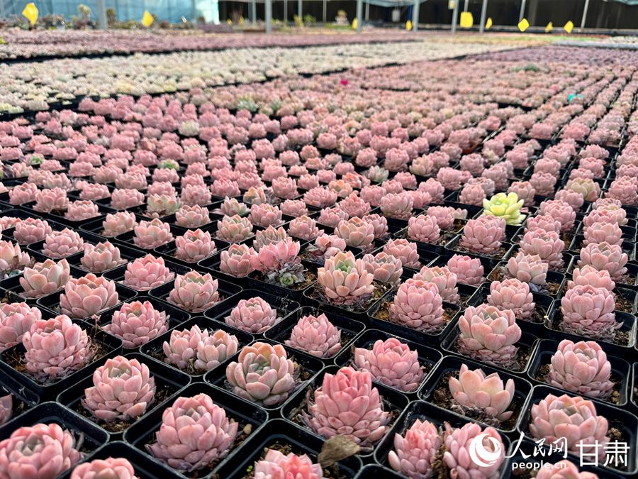 蘭州鑫源現(xiàn)代農(nóng)業(yè)休閑觀光旅游景區(qū)多肉大棚。人民網(wǎng)記者 焦隆攝
