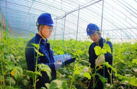 國(guó)網(wǎng)慶陽(yáng)供電公司：電擎大棚生財(cái)氣 春暖鄉(xiāng)村聚福氣