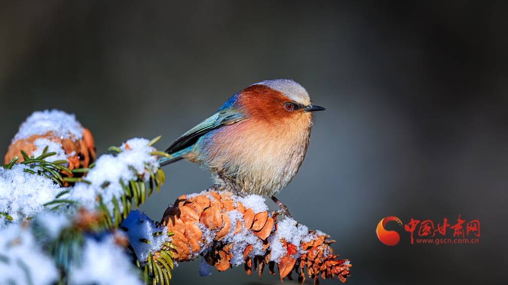 雪落祁連遇“精靈”