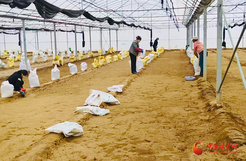 西和：搶抓農(nóng)時(shí)育椒苗 訂單產(chǎn)業(yè)促增收